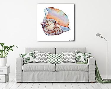 Illustrations of sea shells. Marine design. Hand drawn watercolo (vászonkép) - vászonkép, falikép otthonra és irodába