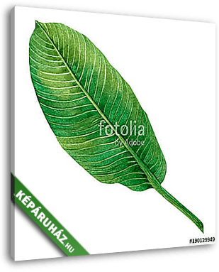 Watercolor painting green leaves,palm leaf isolated on white bac - vászonkép 3D látványterv