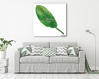 Watercolor painting green leaves,palm leaf isolated on white bac (vászonkép) - vászonkép, falikép otthonra és irodába