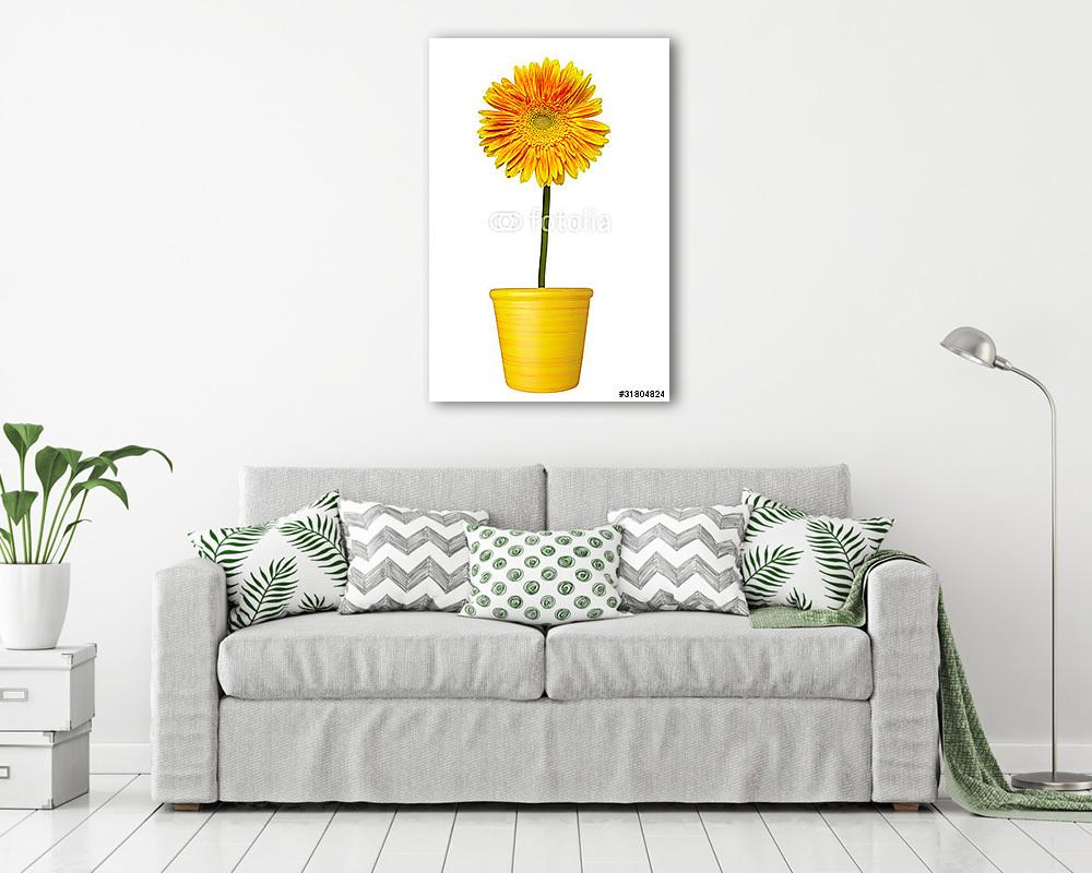 virág természet kert botanika százszorszép virágos edény (poszter) - vászonkép, falikép otthonra és irodába