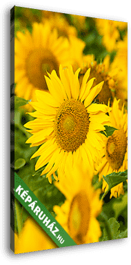Napraforgók - vászonkép 3D látványterv Napraforgók - vászonkép 3D látványterv