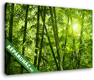Bambusz erdő. - vászonkép 3D látványterv