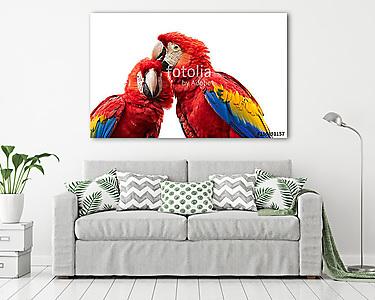 Ara papagáj pár (vászonkép) - vászonkép, falikép otthonra és irodába