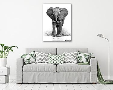 Afrikai elefánt (vászonkép) - vászonkép, falikép otthonra és irodába