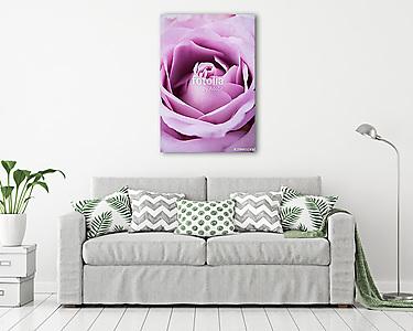 purple, mauve color fresh summer rose macro shot, natural abstra (vászonkép) - vászonkép, falikép otthonra és irodába