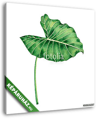 Watercolor painting coloasia,green leaves,palm leaf isolated on  - vászonkép 3D látványterv