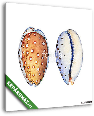 Illustrations of sea shells. Marine design. Hand drawn watercolo - vászonkép 3D látványterv