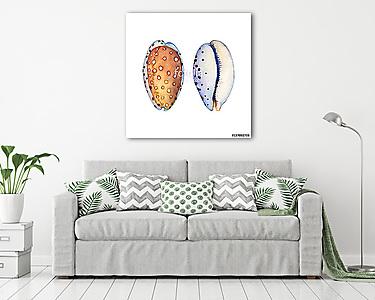 Illustrations of sea shells. Marine design. Hand drawn watercolo (vászonkép) - vászonkép, falikép otthonra és irodába