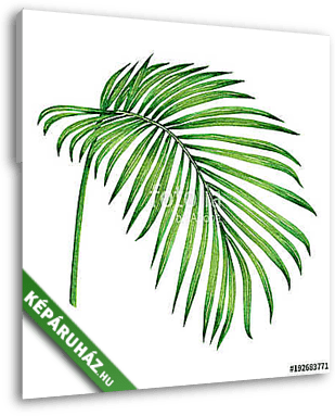 Watercolor painting coconut,palm leaf,green leave isolated on wh - vászonkép 3D látványterv