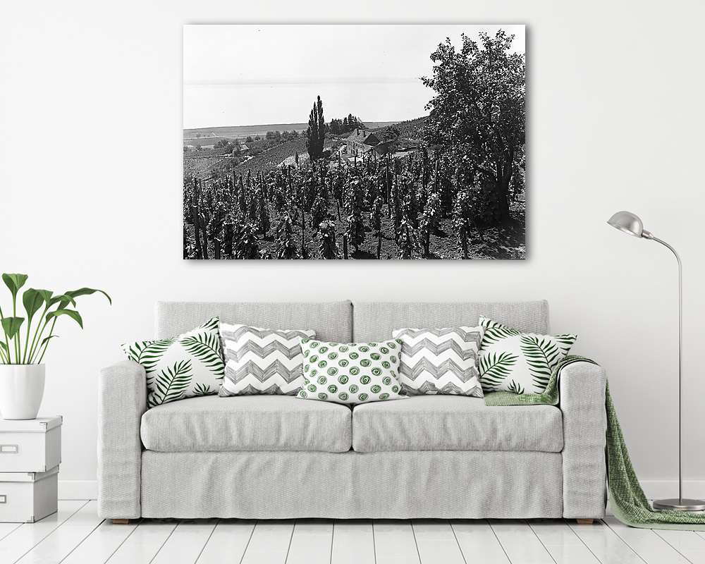 Badacsony szőlővesszei 1934 - vászonkép, falikép vásárlás Badacsony szőlővesszei 1934 (vászonkép) - vászonkép, falikép otthonra és irodába
