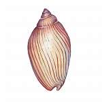 Illustrations of  sea shell. Marine design. Hand drawn watercolo (id: 13302) falikép keretezve