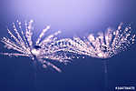 Abstract macro of a dandelion. Water drops on a dandelion. Spark vászonkép, poszter vagy falikép