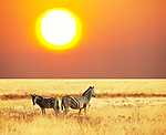 Zebrák a szavannán lenyugvó napnál vászonkép, poszter vagy falikép