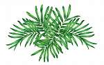 Watercolor painting fern,tropical,green leaves,palm leaf isolate vászonkép, poszter vagy falikép