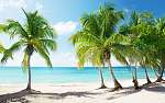Caribbean sea and coconut palms vászonkép, poszter vagy falikép