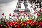Tulipánok és Eiffel-torony vászonkép, poszter vagy falikép