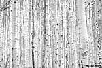 Black and white aspen trees make a natural background texture pa vászonkép, poszter vagy falikép