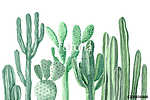Watercolor Cactus and Succulents vászonkép, poszter vagy falikép