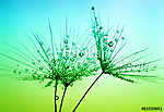 dandelion seeds (id: 15409) poszter