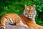 Sziklán heverésző tigris vászonkép, poszter vagy falikép