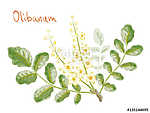 Boswellia sacra (commonly known as frankincense or olibanum-tree vászonkép, poszter vagy falikép