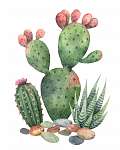 Watercolor vector collection of cacti and succulents plants isol vászonkép, poszter vagy falikép