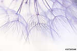 Dandelion seeds closeup in delicate shades.Selective focus (id: 13514) vászonkép