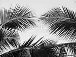 beautiful palms leaf on white background vászonkép, poszter vagy falikép