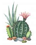 Watercolor vector collection of cacti and succulents plants isol vászonkép, poszter vagy falikép