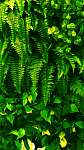 Trópusi zöld levelek vászonkép, poszter vagy falikép