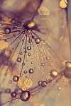 Abstract macro of a dandelion with dew drops. Gold drops. vászonkép, poszter vagy falikép