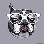 French Bulldog portrait in a glasses. Vector illustration. (id: 14520) többrészes vászonkép