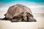 Seychelles óriás teknősbéka vászonkép, poszter vagy falikép