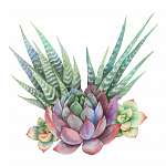 Watercolor bouquet of cacti and succulent plants isolated on whi vászonkép, poszter vagy falikép