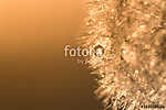 Water droplets on a dandelion with sunlight. Abstract beautiful  (id: 13524) bögre