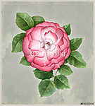 A kutya-rózsavirág akvarellje (id: 5224) tapéta