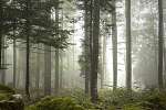 Lovely foggy forest tree landscape. vászonkép, poszter vagy falikép