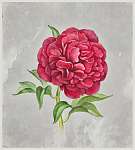 Az akvarell pünkösdi virág. Tökéletes üdvözlőlapra vászonkép, poszter vagy falikép