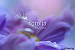 A dandelion seed with a drop of dew on a purple flower. Art work vászonkép, poszter vagy falikép