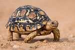Leopárd teknős lassan, homokos, védőhéjjal járva vászonkép, poszter vagy falikép