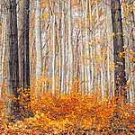 Őszi erdő vászonkép, poszter vagy falikép