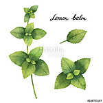 Hand drawn watercolor botanical illustration of Lemon balm. (id: 14630) poszter