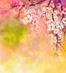 Akvarell festmény Cseresznye virágok - japán cseresznye - Sakura (id: 9030) bögre