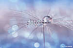 Water drop on a dandelion seed , multicolored background bokeh. vászonkép, poszter vagy falikép