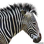 zebra isolated on white background vászonkép, poszter vagy falikép