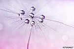 Dandelion with water drops in shades of pink. (id: 13533) tapéta