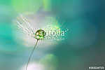 A drop of green on the dandelion seed closeup.Beautiful backgrou vászonkép, poszter vagy falikép