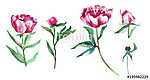 Watercolor pink peony flower set, bud, leaf hand drawn painting vászonkép, poszter vagy falikép
