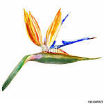 Bird of paradise flower, Strelitzia reginae, crane flower hand d vászonkép, poszter vagy falikép