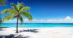Scenic Coral Beach With Palm Tree vászonkép, poszter vagy falikép
